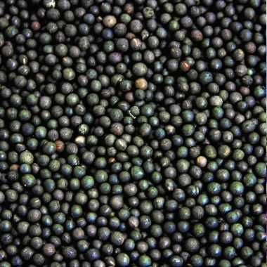 LUCERNA Koniczyna Sorgo Proso Wyka Groch Peluszka Rajgras Trawa Życica