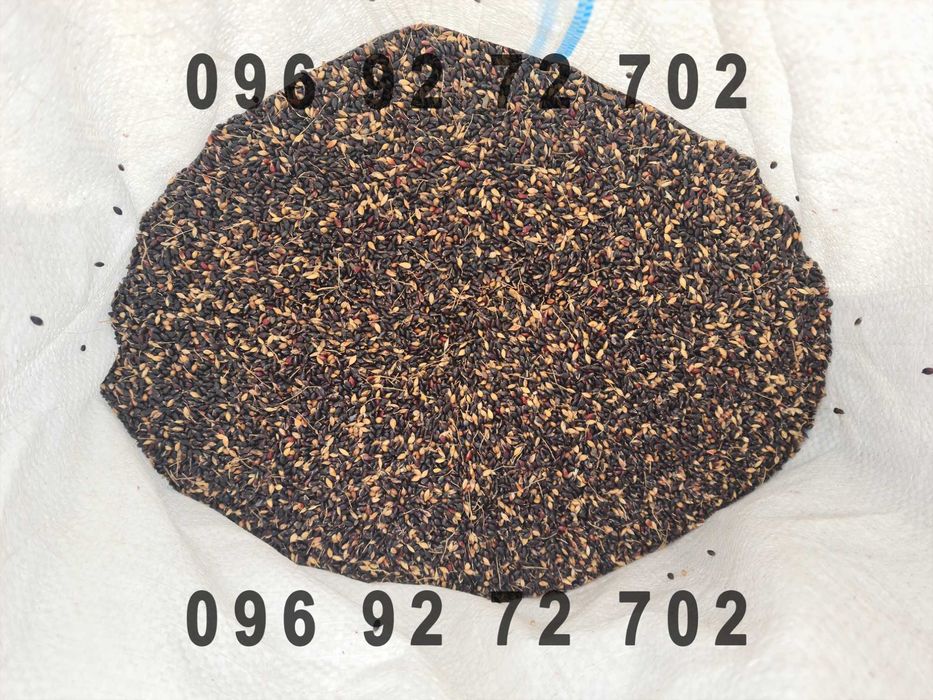 Насіння Суданської трави та Люцерни від виробника!