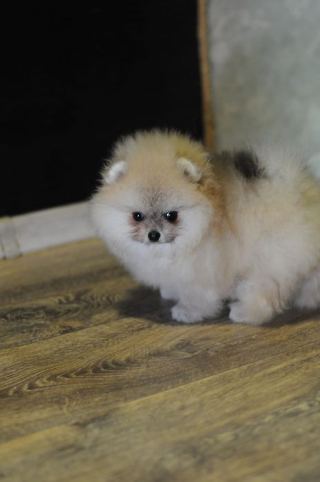 Козирнячі ведмедики, міні розмір