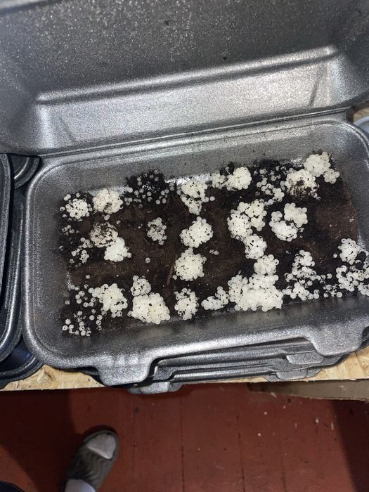 Приймаємо замовлення на 2026рік мальок равлика muller