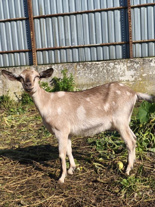 Kózka mix z kwietnia 2025