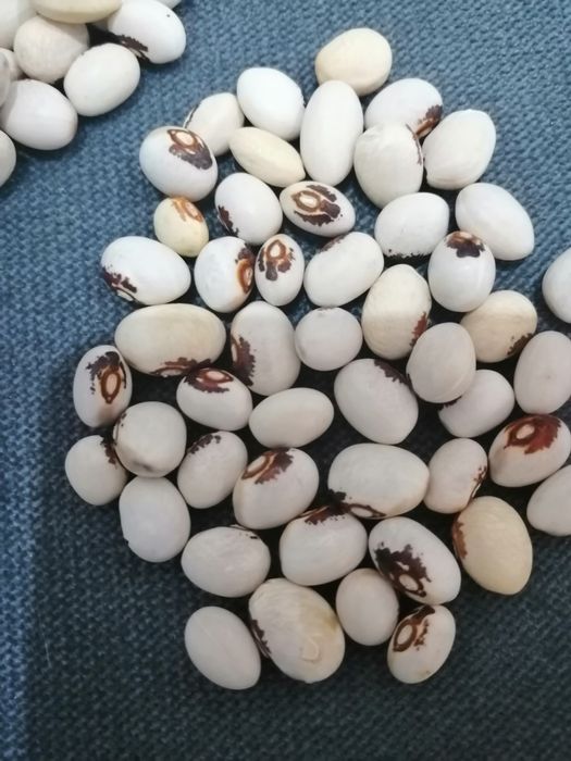 Fasola eucharystyczna, nasiona 50 szt.