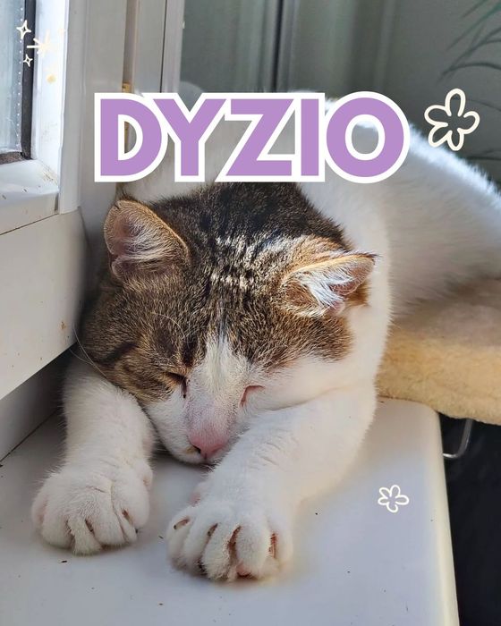 Dyzio - kot IDEAŁ szuka domu