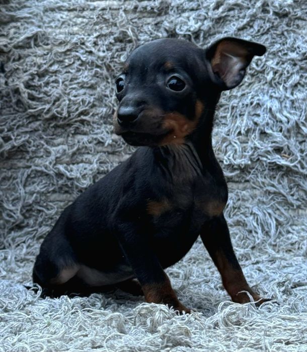 Pinscher miniatura  preto afogueado