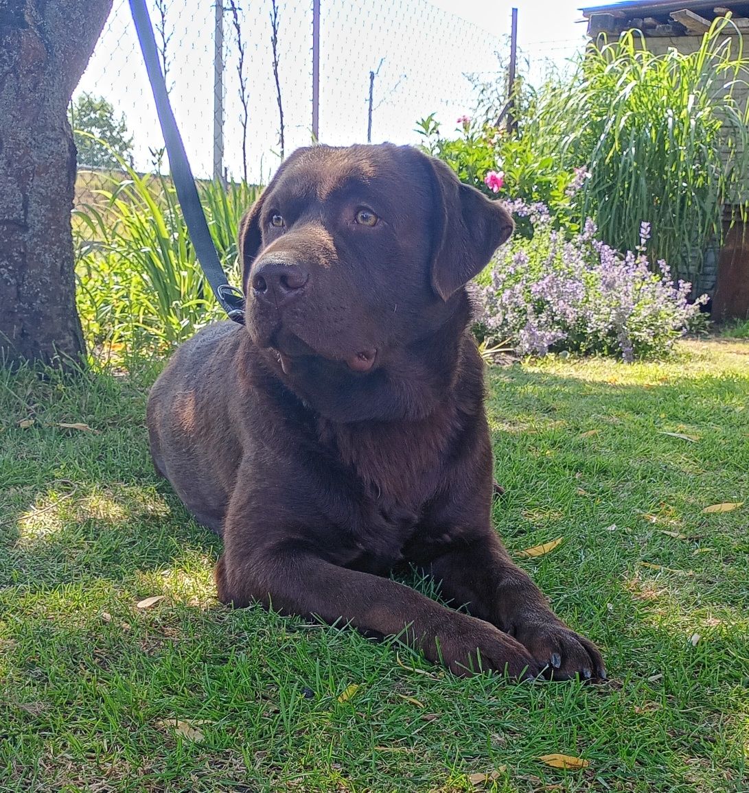Labrador Retriever piesek