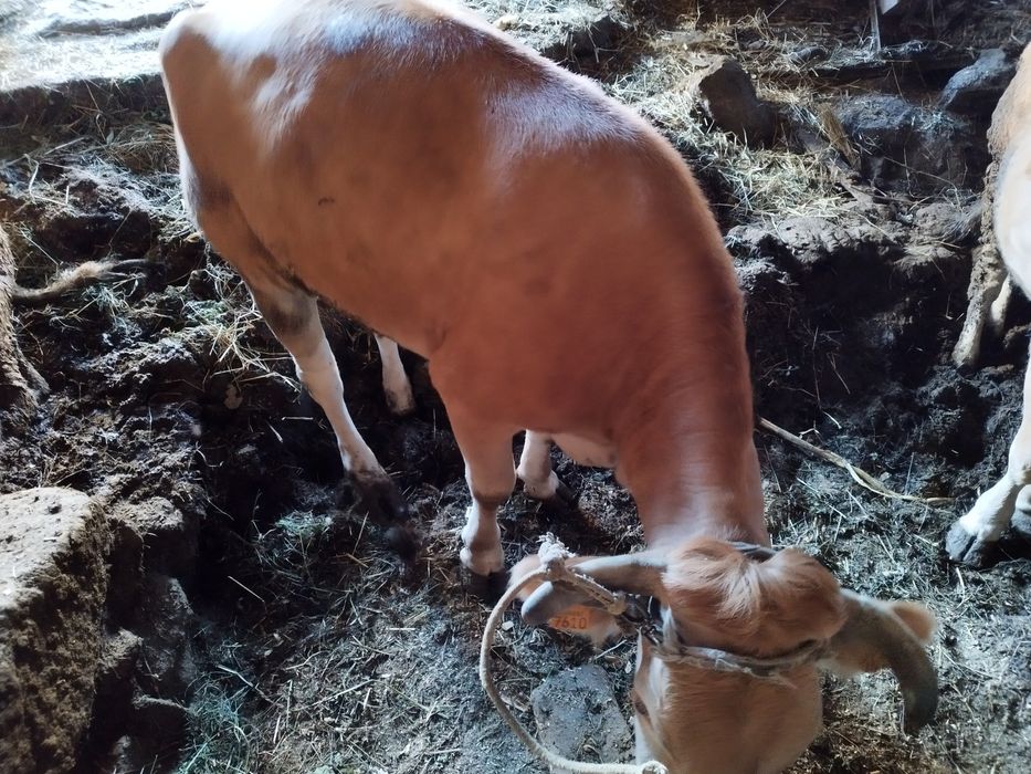 Vaca raça minhota pura
