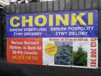 Choinki świerki na działkę i do ogrodu.