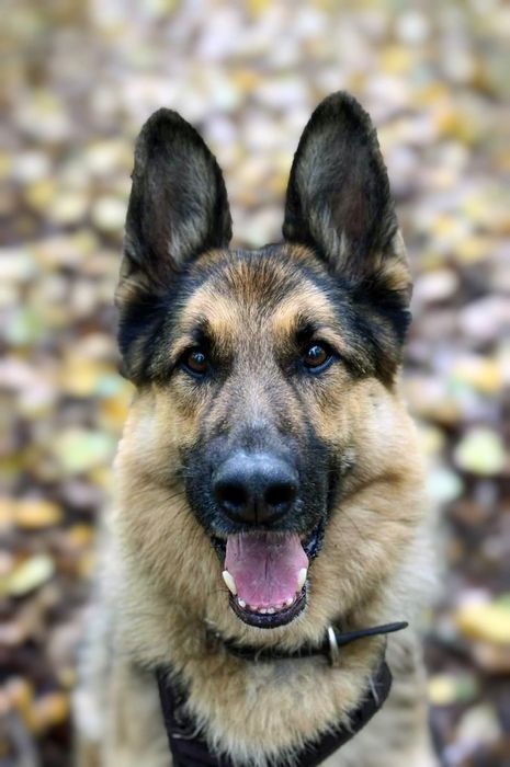 Blejz czeka na prawdziwy dom