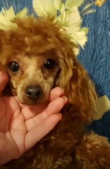 Той пудель чекає на вязку