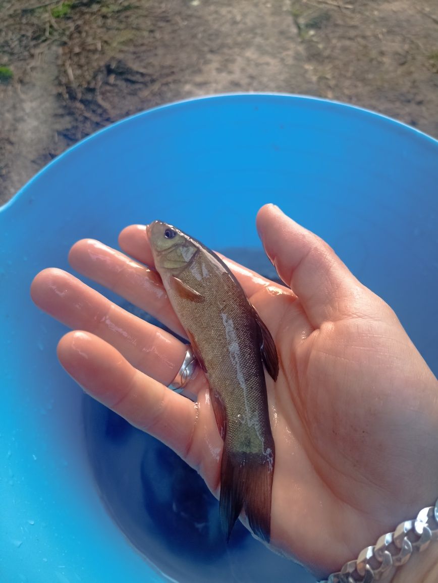 Karp Lin Amur Jesiotr Tołpyga