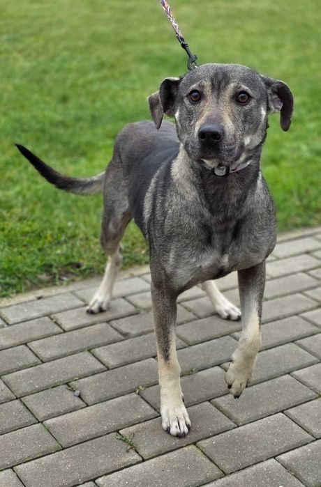 Mstów/ Siedlec znaleziono psa!
Mstów/ Siedlec znaleziono psa!