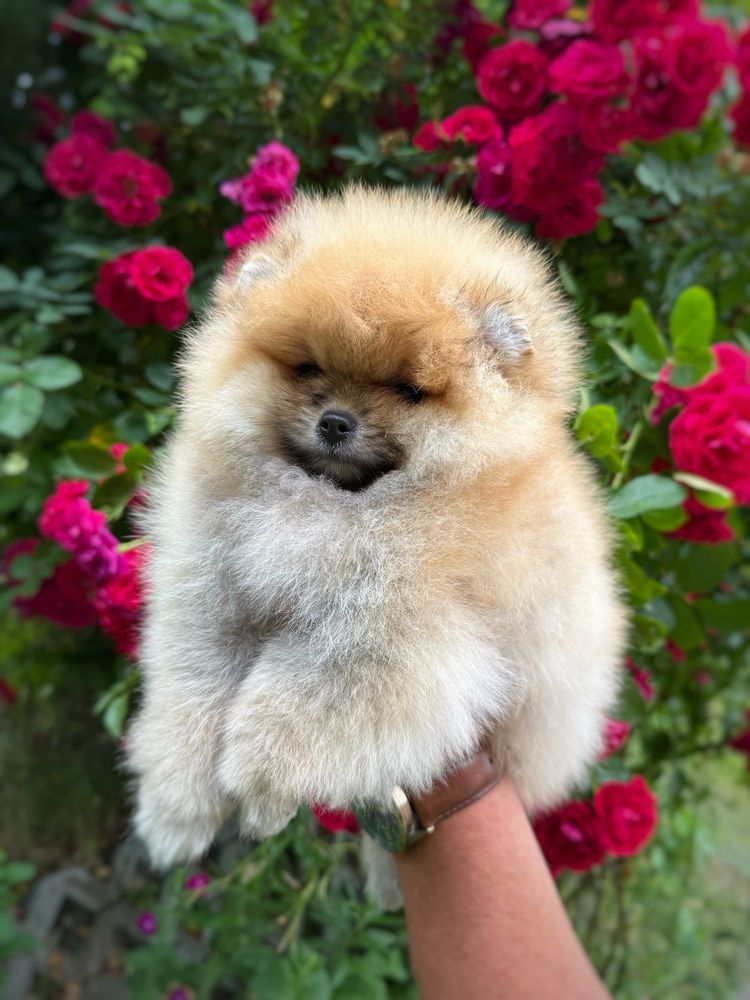 Szpic miniaturowy Pomeranian Zkwp FCI miś