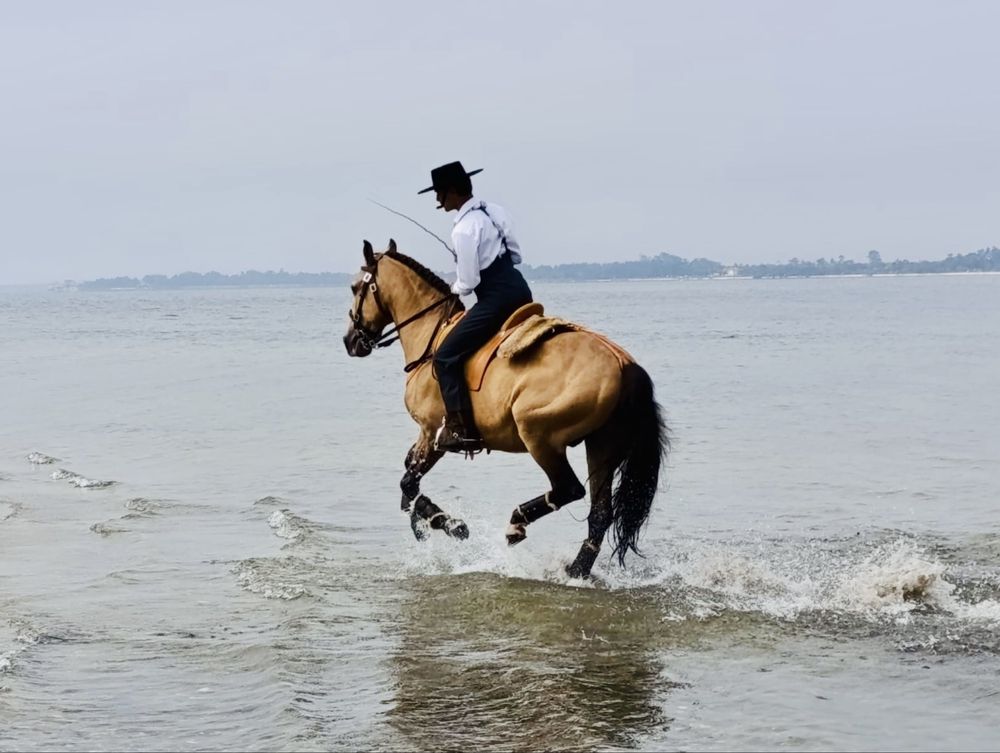 Cavalo Lusitano Montado
