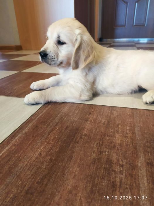 Szczeniak Golden Retriever