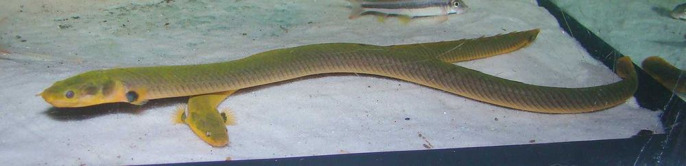 Trzciniak ryba jak wąż