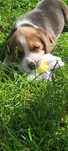 Szczeniaki beagle