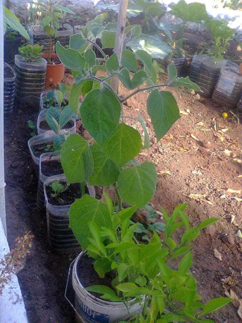 Planta de Physalis