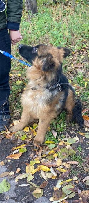 Німецька вівчарка довгошерстна