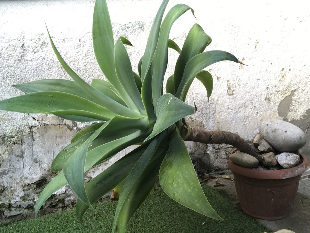 Planta Agave-Dragão