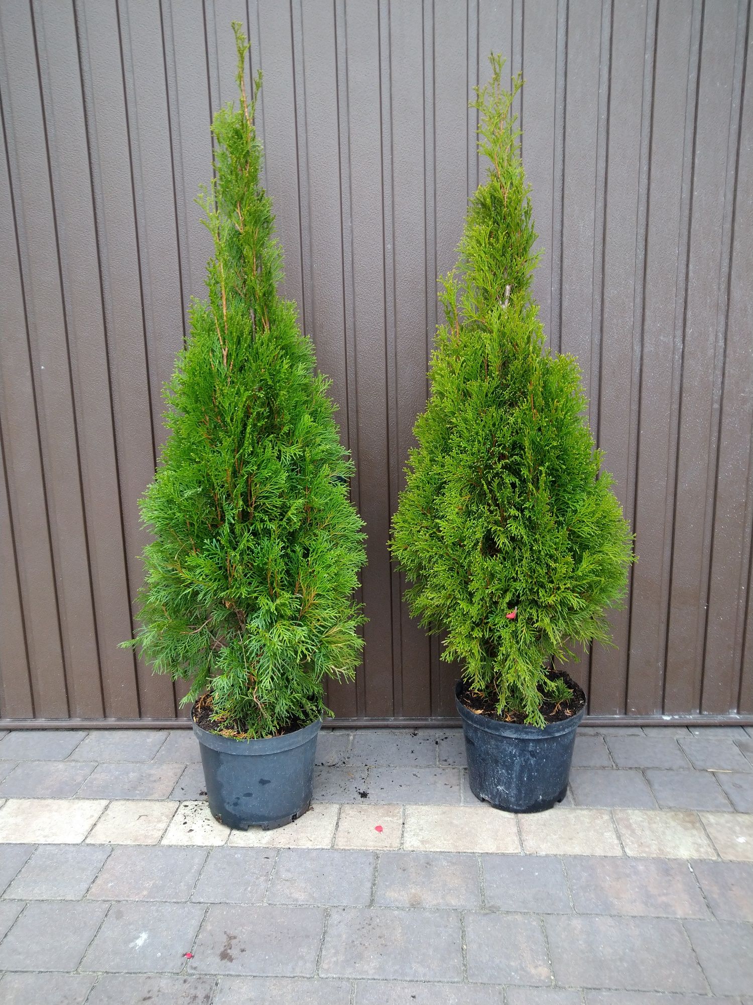 TUJA (Thuja) SZMARAGD 120-130cm C7.5L