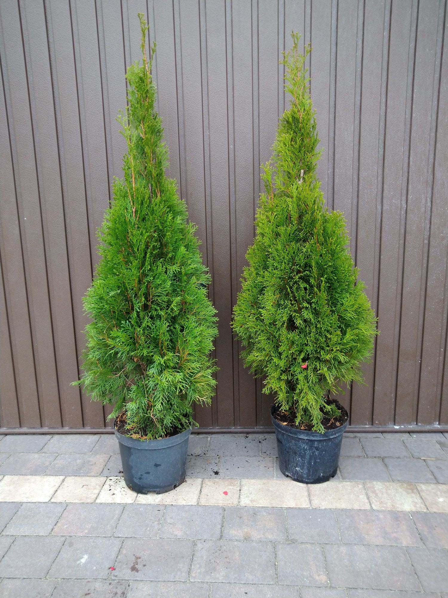 TUJA (Thuja) SZMARAGD 110-120cm