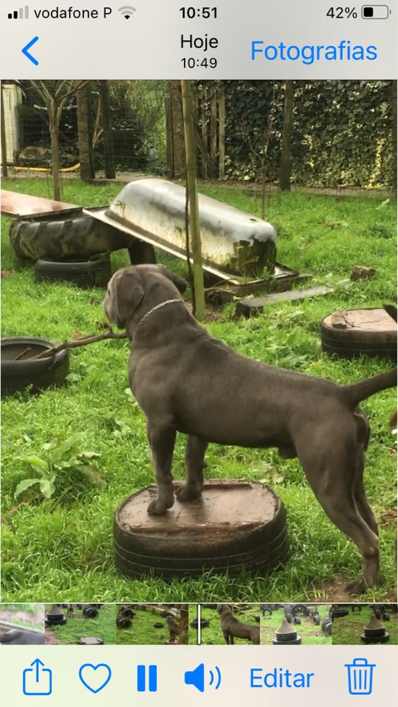 Cane corse macho procura femea