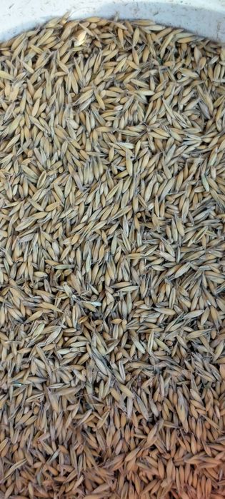 Sprzedam Owies  ok 6 ton