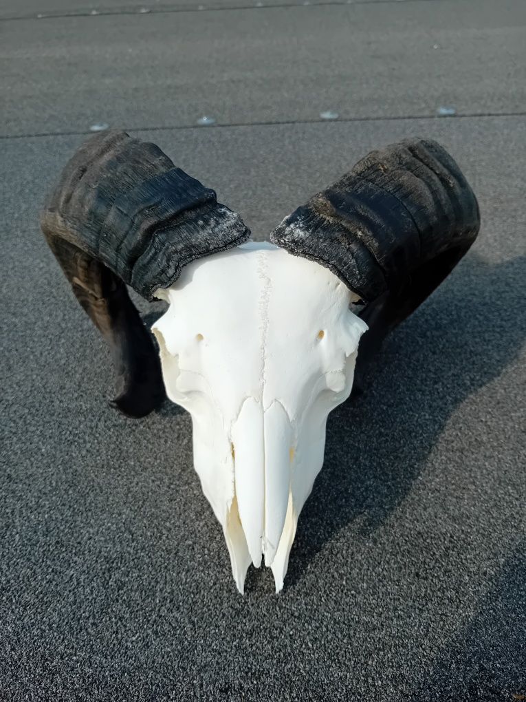 Rogi baran kameruński czaszka