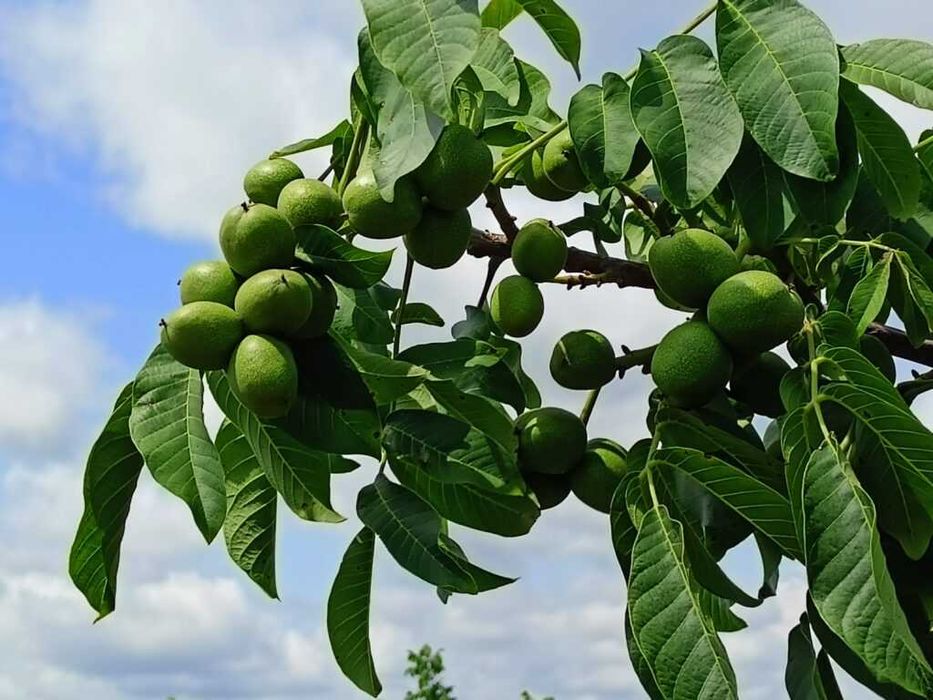 Саджанці горіха Буковинська Бомба, саженцы ореха. горіх. саджанці