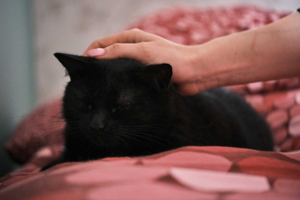 Kotka Kali szuka domu