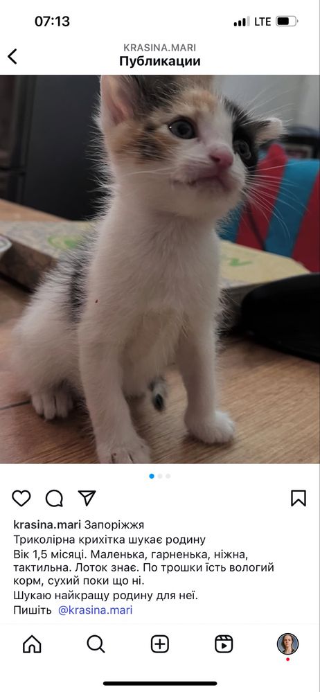Бесплатно котята