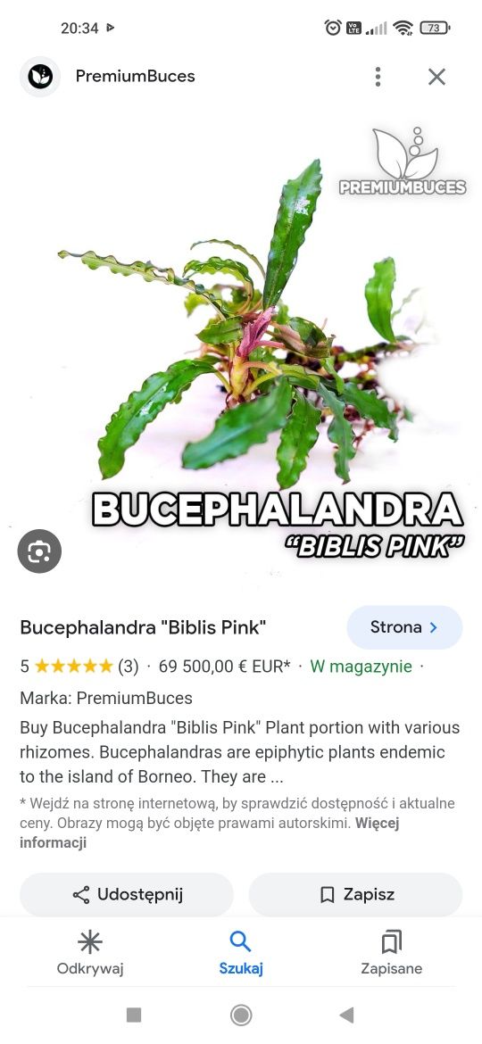 Bucephalandra biblis pink, akwarium, akwarystyka, rośliny  akwariowe