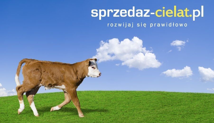 Krajowe CIELAKI cielęta byczki mięsne kolor jałówki sprzedaż POLSKIE