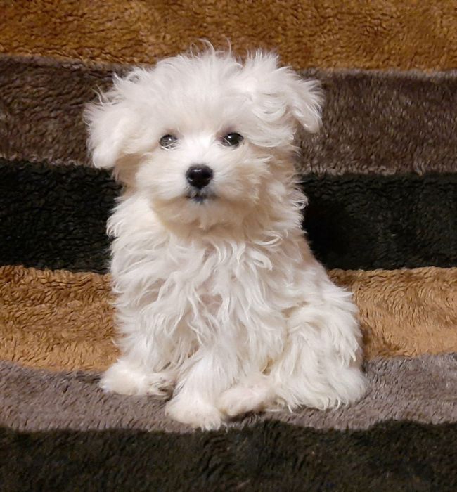 Мальчик мальтийской болонки