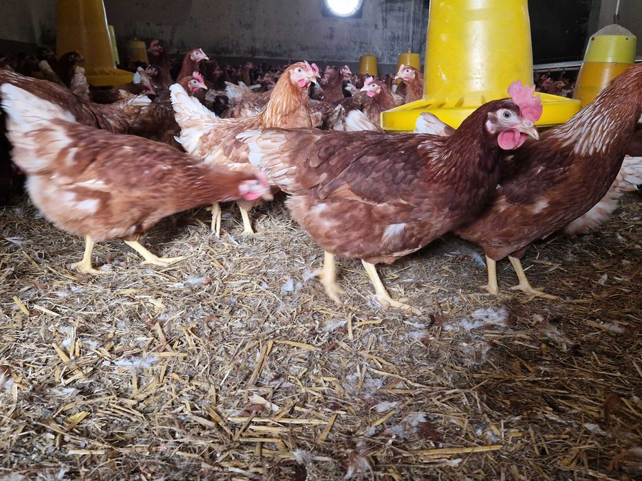 Kura nioska Tetra brązowa z jajkiem transport Gratis