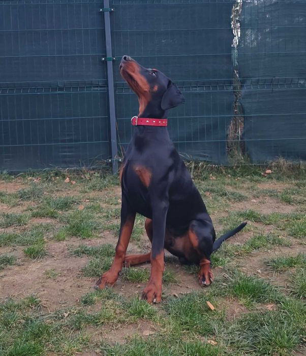 Newton po Championie stabilny, inteligentny, bdb rodowód (FCI) ZKwP