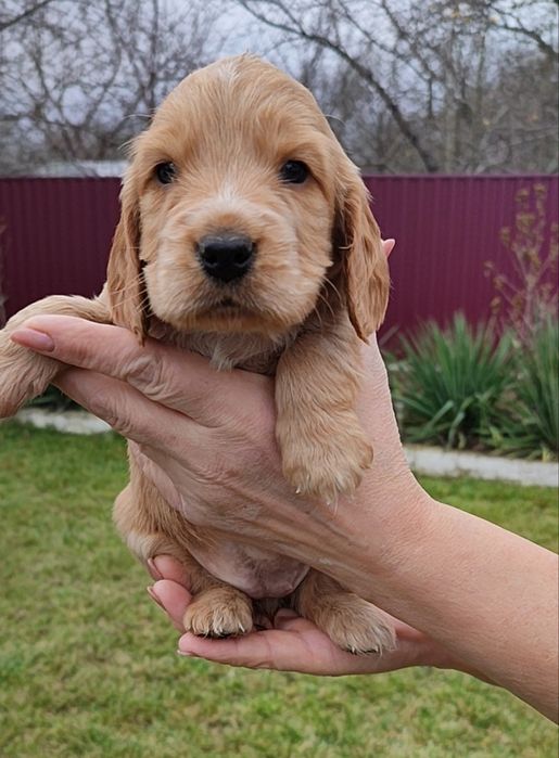 Цуценята породи англійський кокер спаніель