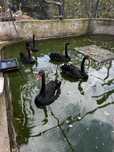Cisnes negros ( sexados com microchip)