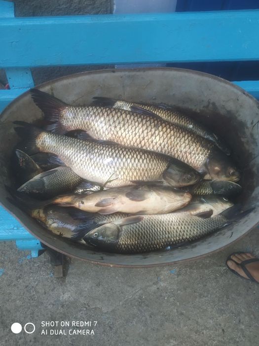 Донка, закидушка, резинка