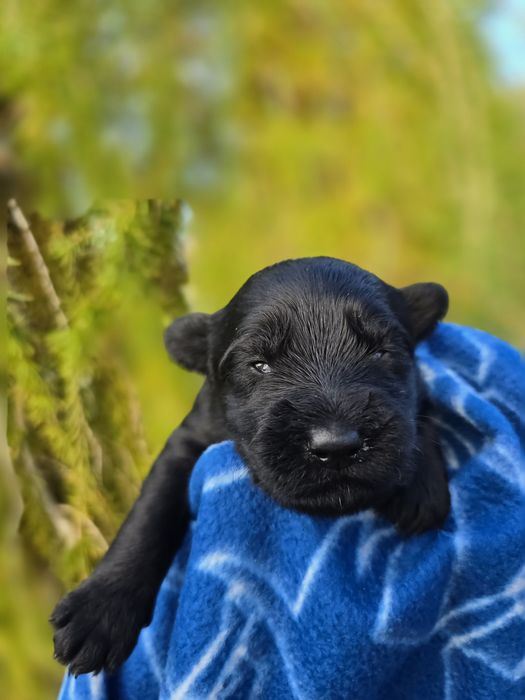 Резерв щенков ,стандарт шнауцер. Черного окраса