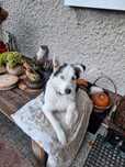 Piekny szczeniak miks husky, suczka nieziemskiej urody, adopcja
