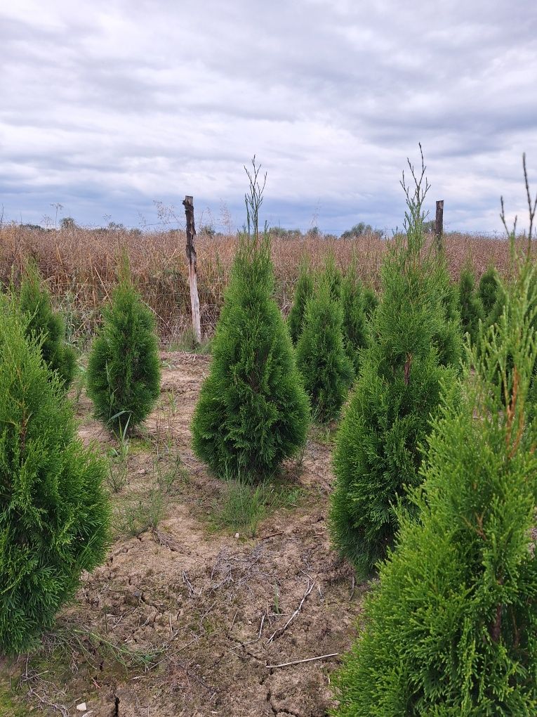 Sprzedam Thuja Szmaragd