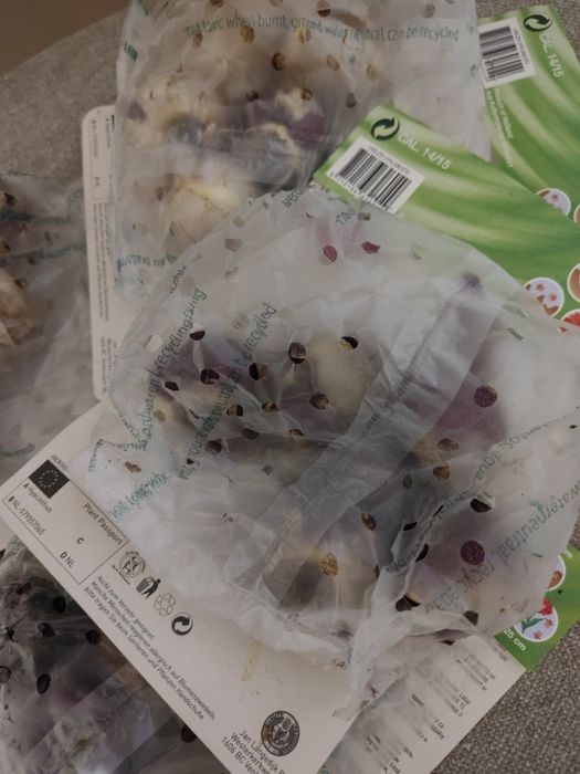 Гиацинт. Луковицы гиацинта. Цибулини гіацинту