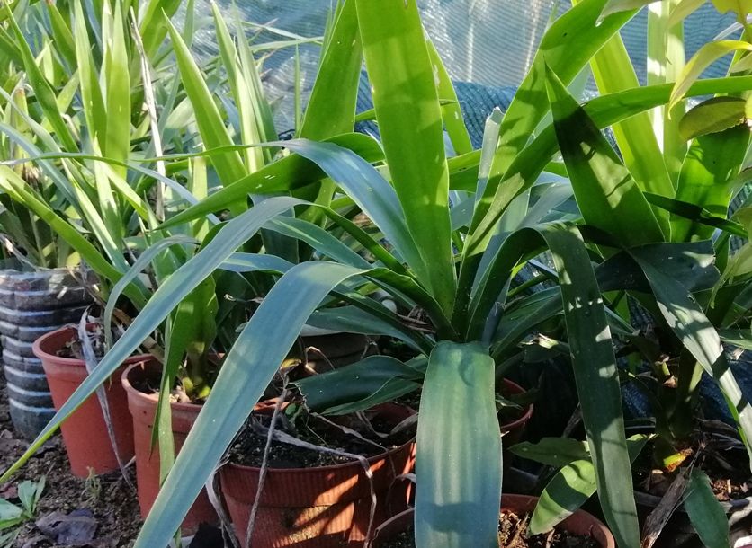 Yuca - planta em vaso