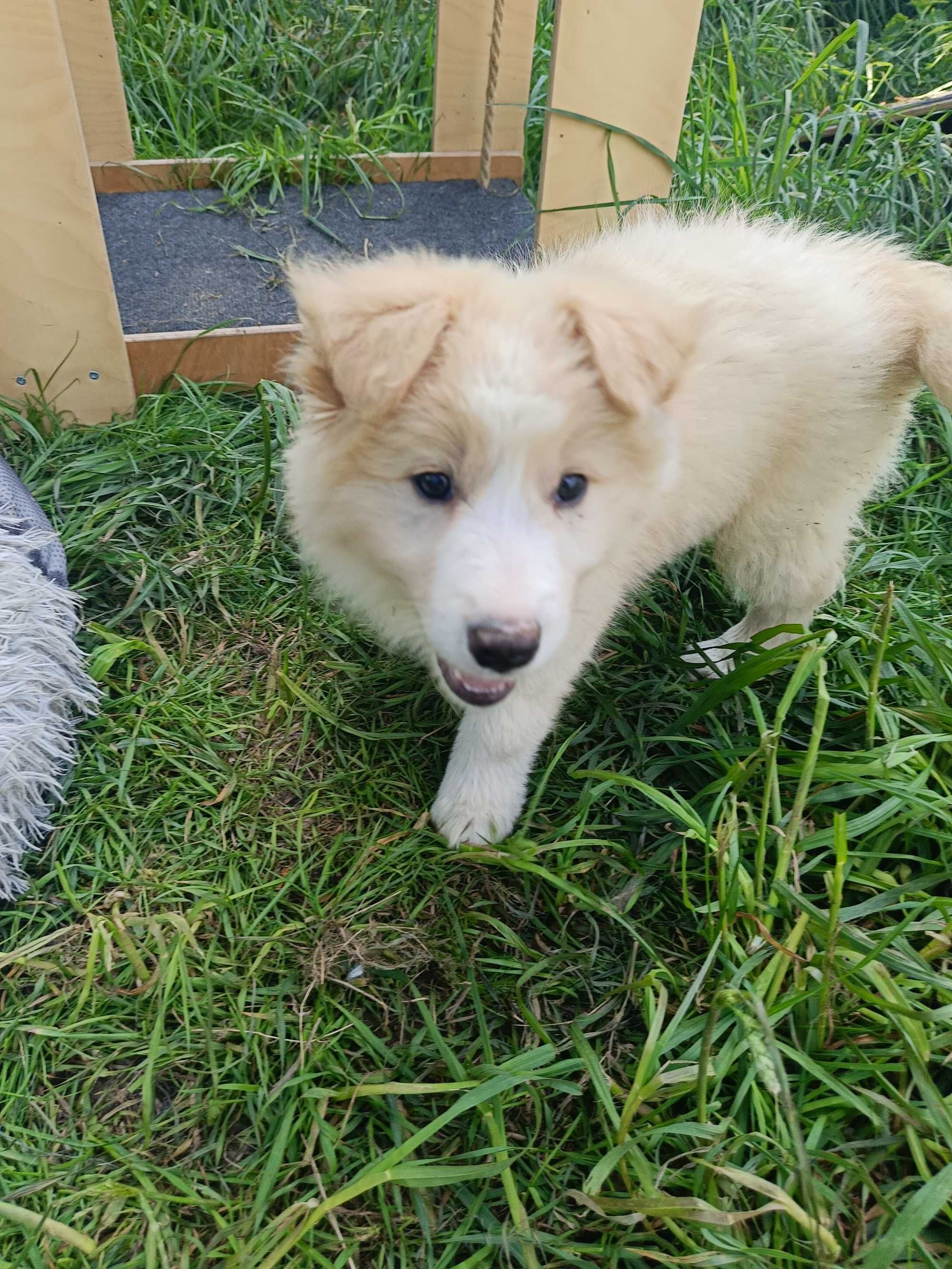 Szczenię Border Collie