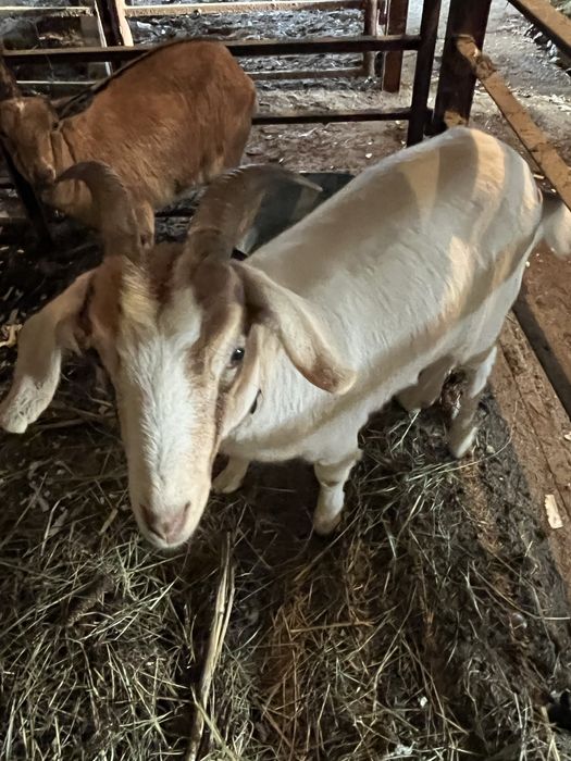 Sprzedam dwie młode Kozy