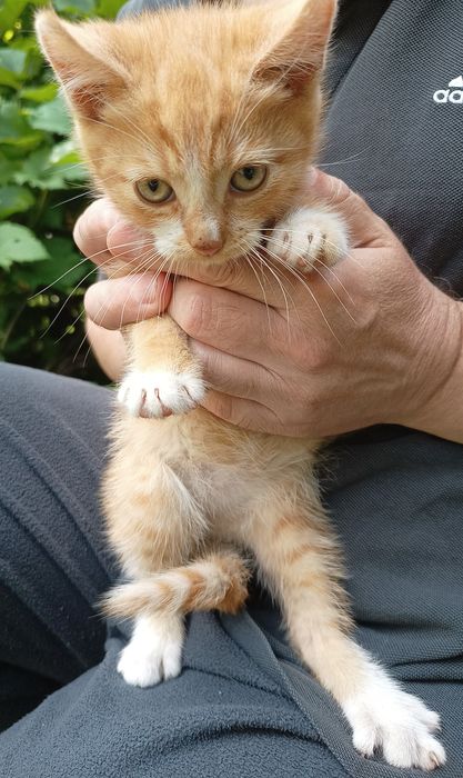 Віддаю котика в добрі руки