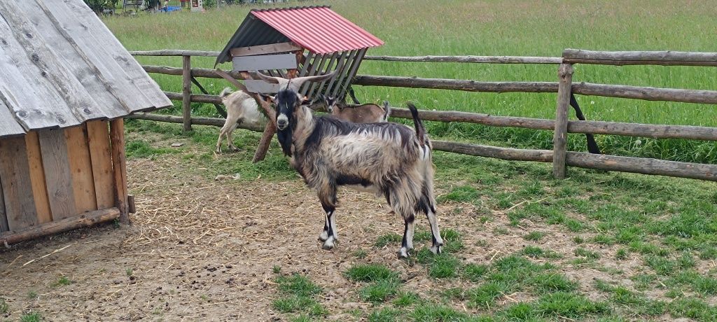 Zamienię capka bardzo ładny