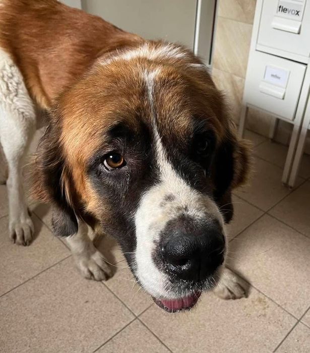 Malutki- Bernardyn czeka na dom