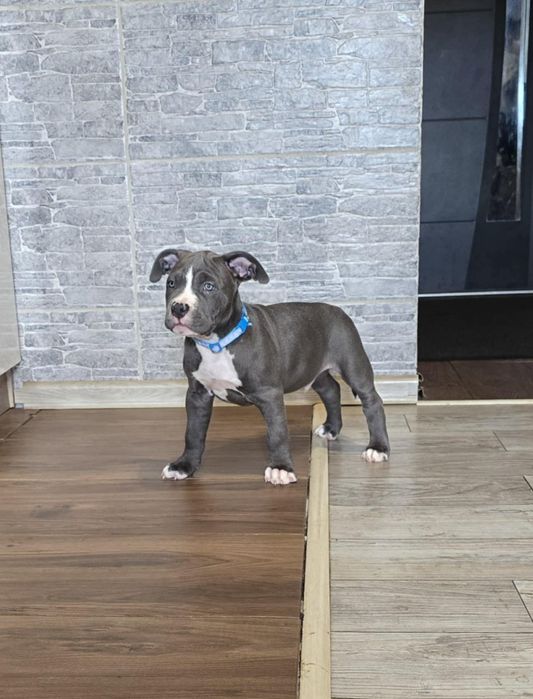 American Staffordshire Terrier Amstaff Szczeniaki do odbioru.